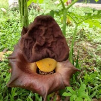 Amorphophallus paeoniifolius (Dennst.) Nicolson